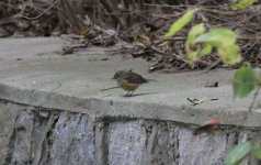 Red-flanked Bluetail.jpg