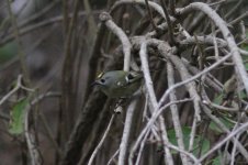 Goldcrest.jpg