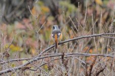 Daurian Redstart.jpg