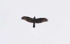 Eastern Buzzard.jpg