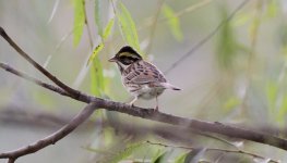 Yellow-browed Bunting.jpg