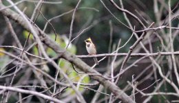 Yellow-throated Bunting.jpg