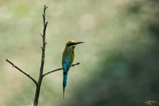 Neils-Photography-111115_Birding-in-Lake-Garden1997.jpg