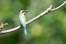 Neils-Photography-111115_Birding-in-Lake-Garden2070.jpg