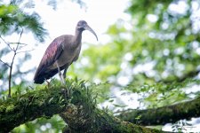 Neils-Photography-111115_Birding-in-Lake-Garden2109.jpg