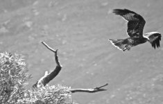 IMG_3320 Black KIte @ Tai O.JPG