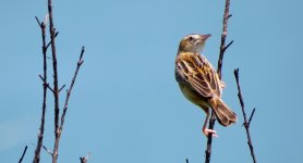 IMG_3317 Zitting Cisticola @ Tai O .JPG