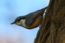 Eurasian Nuthatch.jpg