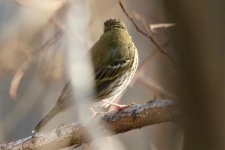 Olive Backed Pipit.jpg