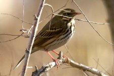 Olive-Backed Pipit.jpg