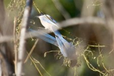 Azure-winged Magpie.jpg