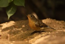 mugimaki flycatcher F lamma HK D7200 300PF_DSC9414.jpg