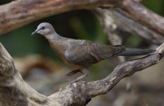 spotted dove lamma HK D7200 300PF_DSC9343.jpg