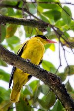 Neils-Photography-121115_Birding-in-Lake-Garden2274.jpg