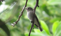 IMG_3522 - Asian Brown Flycatcher @ RDBT.JPG