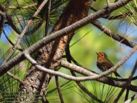 erithacus_rubecula_marionae_esp1.jpg