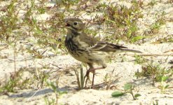 IMG_3996 Buff-bellied Pipit @ RDBT.JPG