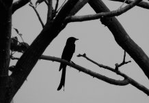 IMG_4022 Black Drongo @ RDBT.JPG