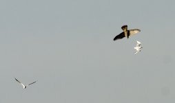 peregrines gulls DB MP D7200 200-500mm_DSC0612.jpg