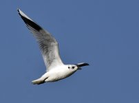 saunders gull flight DB MP D7200 200-500mm_DSC0492.jpg