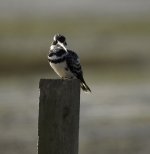 pied kingfisher flight DB MP D7200 200-500mm_DSC0353.jpg