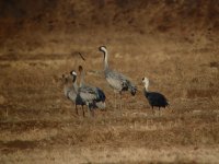 Common and Hooded Crane.jpg