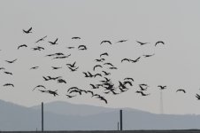 Common Cranes.jpg