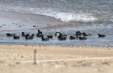 Falcated Ducks.jpg