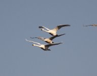 Whooper Swan.jpg