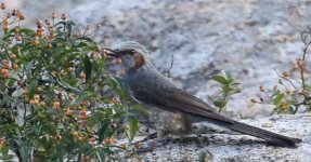 Brown-eared Bulbul.jpg