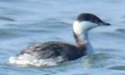 Horned Grebe.jpg