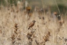 005_Bird to ID.jpg