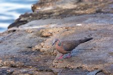 spotted dove lamma HK D7200 iso200 200-500mm 465mm_DSC0519.jpg