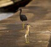 reef egret night heron lamma HK D7200 iso200 200-500mm 750mm_DSC0556.jpg