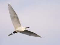 little egret flight lamma HK D7200 iso200 200-500mm 540mm_DSC0682.jpg