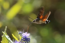 Hummingbird Moth (2).jpg
