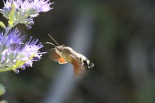 Hummingbird Moth.jpg