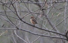 Bull-headed Shrike.jpg