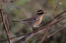 Siberian Accentor.jpg