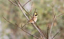 Yellow-throated Bunting.jpg