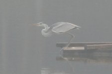 Grey Heron1.jpg