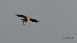 2015.12.11 Griffon Vulture I.JPG
