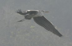 Grey Heron2.jpg