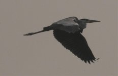Grey Heron3.jpg