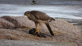 Sparrow hawk 1080p grab.jpg