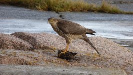 Sparrow hawk jpeg still.jpg