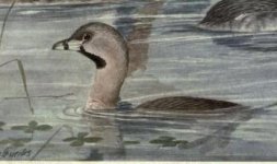 pie billed grebe.jpg