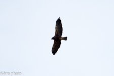 Swainson's Hawk (1 of 2).jpg