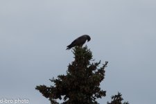 Swainson's Hawk (2 of 2).jpg