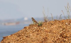 Eurasian Kestrel.jpg